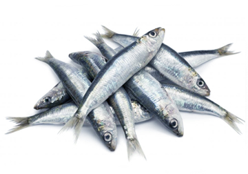 SMALL_SARDINES